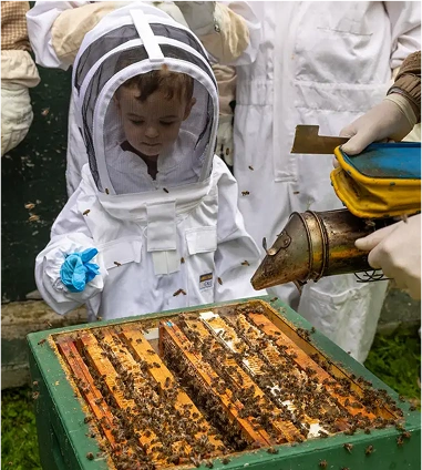A young child in a beekeeping suit stands near an open beehive, surrounded by bees. An adult holds a smoker tool to calm the bees, while others in protective suits observe.