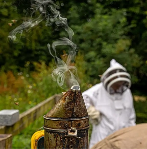 A close-up of a beekeeping smoker releasing smoke, with a blurred figure in a white beekeeping suit and helmet standing in the background near a wooden fence and greenery.
