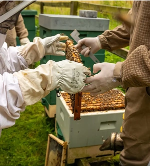 Two beekeepers in protective suits and gloves inspect a frame from a beehive, filled with bees. Green beehive boxes are visible in the background on a grassy area.