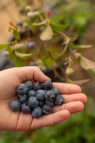 A hand holds a handful of freshly picked ripe blueberries, with green leaves and blurred plants visible in the background.