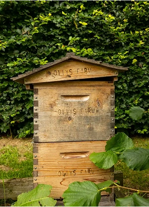 A wooden beehive labeled "OLLY'S FARM" stands in front of a leafy green hedge, with some large green leaves in the foreground.