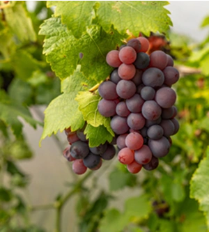 A cluster of ripe red grapes hangs from a vine, surrounded by green leaves in a vineyard.
