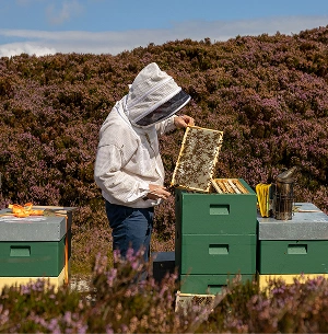 A person in a beekeeping suit examines a honeycomb frame from a beehive surrounded by green hive boxes, with purple heather plants in the background.