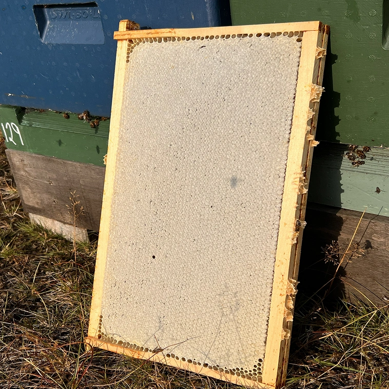 A wooden frame filled with capped honeycomb rests upright against blue and green beehive boxes outdoors on dry grass in sunlight.