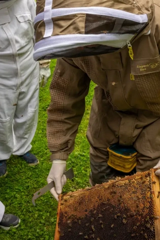 A beekeeper in a protective suit holds a hive tool and examines a honeycomb frame with bees on it, while another person in a white suit stands nearby on green grass.