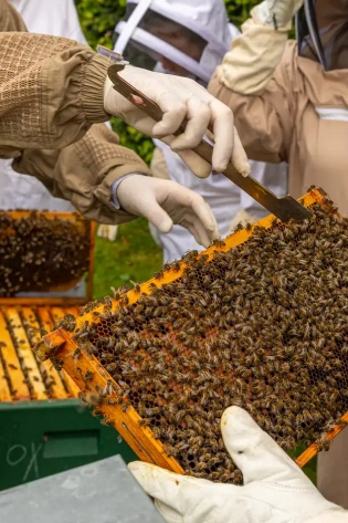 Beekeepers in protective suits and gloves inspect a wooden frame covered with bees, using a hive tool to lift it from a beehive box outdoors.