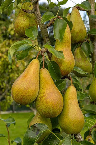 Several ripe greenish-yellow pears with a hint of brown are hanging from a tree branch surrounded by green leaves, set against a blurred outdoor background.