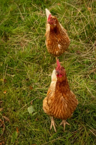 Two brown chickens with red combs stand on green grass, one closer to the camera and the other slightly behind. The ground is uneven, with patches of grass and straw visible.