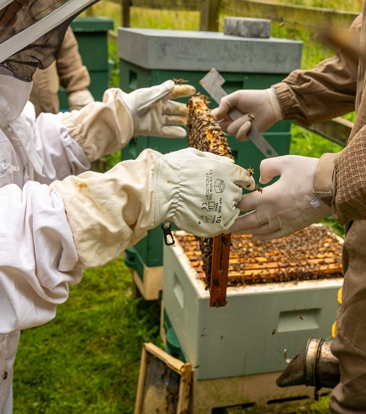 Two people in protective beekeeping suits and gloves inspect a frame from a beehive, surrounded by green hive boxes and grass. One holds the frame while the other assists.