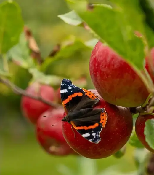 A butterfly with black, orange, and white patterned wings rests on a red apple, with other apples and green leaves in the background.